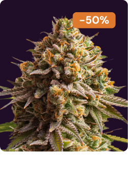 Wedding cake auto halloween-1